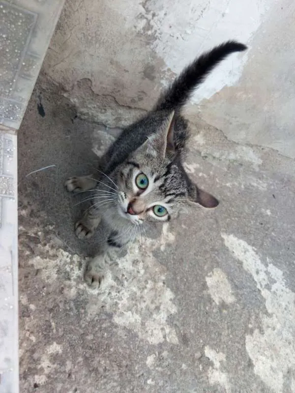 Gato ra a Desconhecida idade 2 a 6 meses nome Filhotes
