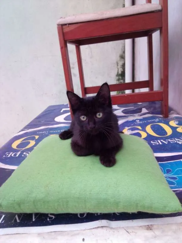 Gato ra a Desconhecida idade 2 a 6 meses nome Filhotes