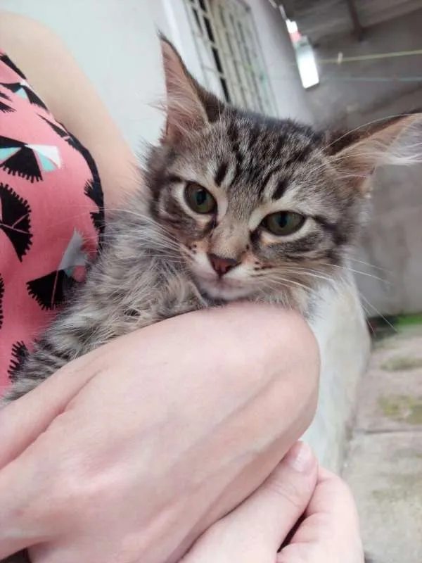 Gato ra a Desconhecida idade 2 a 6 meses nome Filhotes