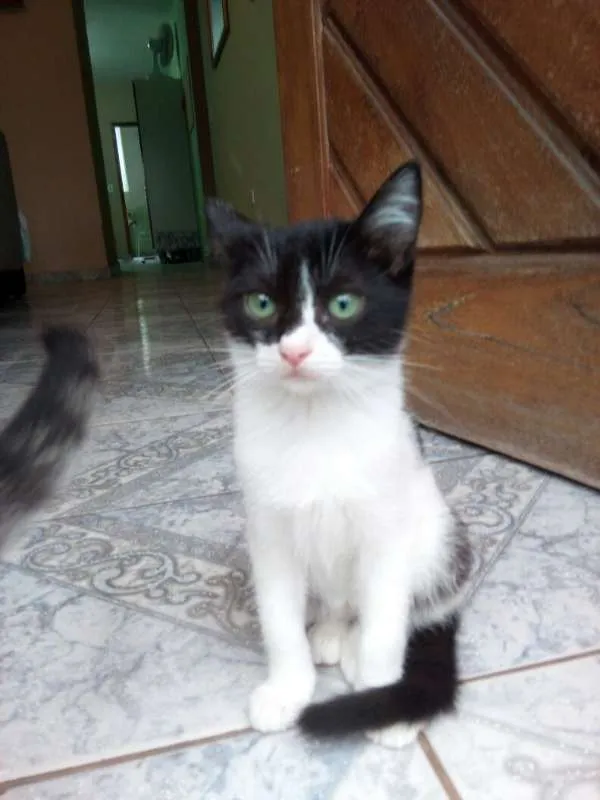 Gato ra a Desconhecida idade 2 a 6 meses nome Filhotes
