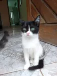 Filhotes