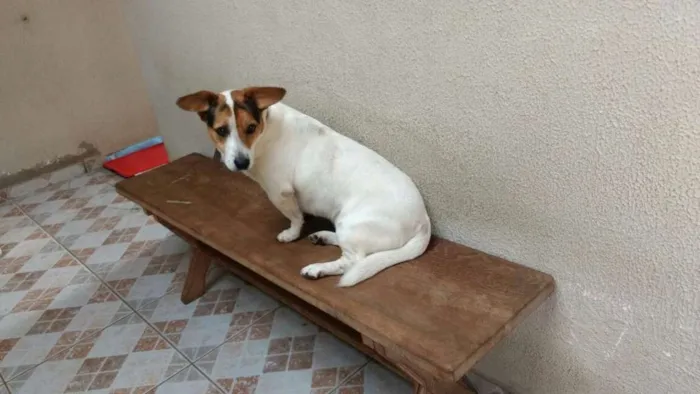 Cachorro ra a Vira lata  idade 2 anos nome Tobby