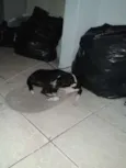 Titi