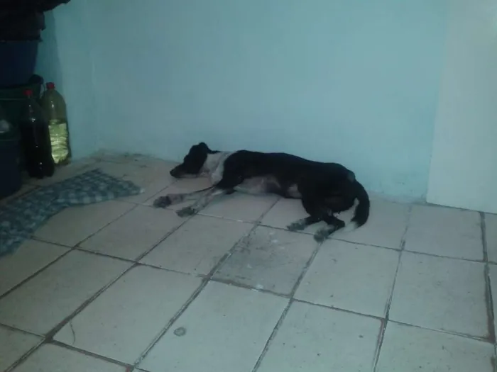 Cachorro ra a SRD idade 1 ano nome Titi