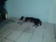 Titi