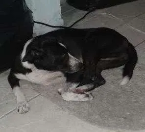 Cachorro raça SRD idade 1 ano nome Titi