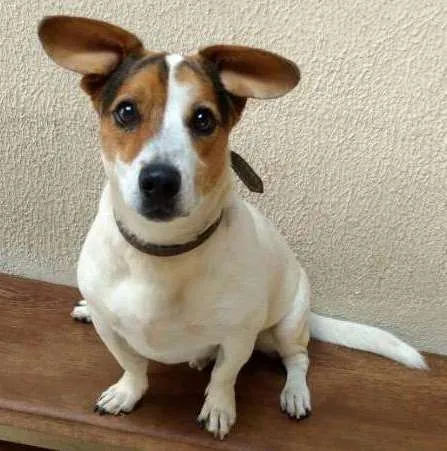 Cachorro ra a Vira lata  idade 2 anos nome Tobby