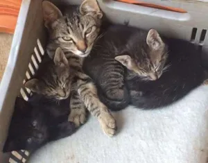 Gato raça  idade 2 a 6 meses nome -