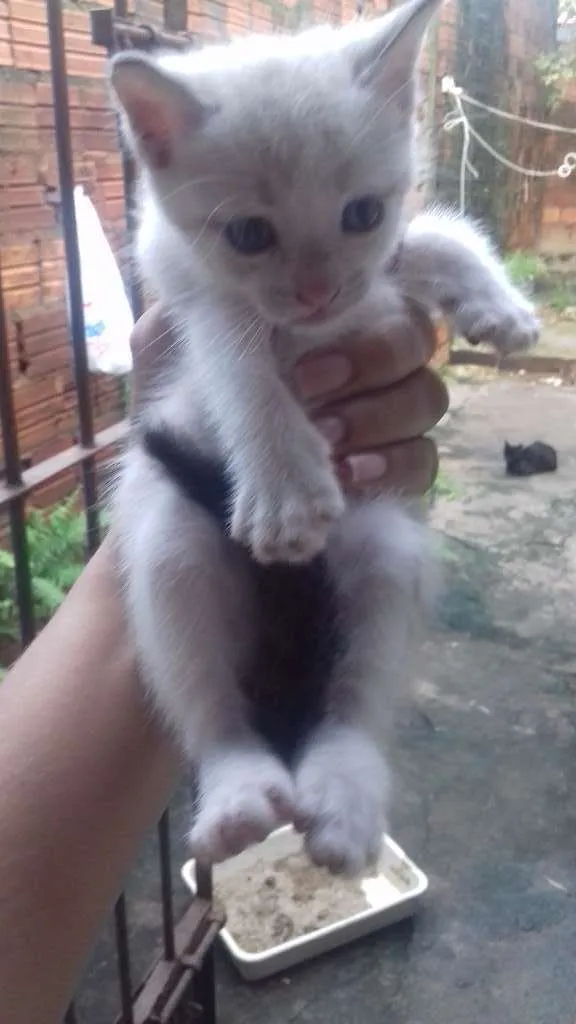 Gato raça misturada idade 2 a 6 meses nome teo, bob,ted