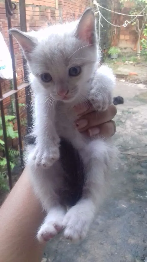 Gato raça misturada idade 2 a 6 meses nome teo, bob,ted