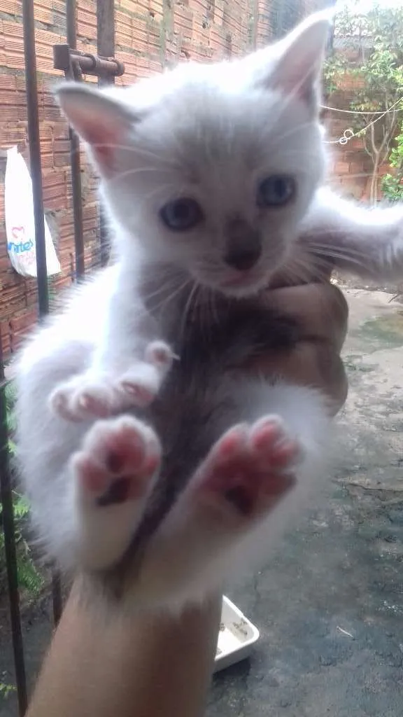 Gato raça misturada idade 2 a 6 meses nome teo, bob,ted