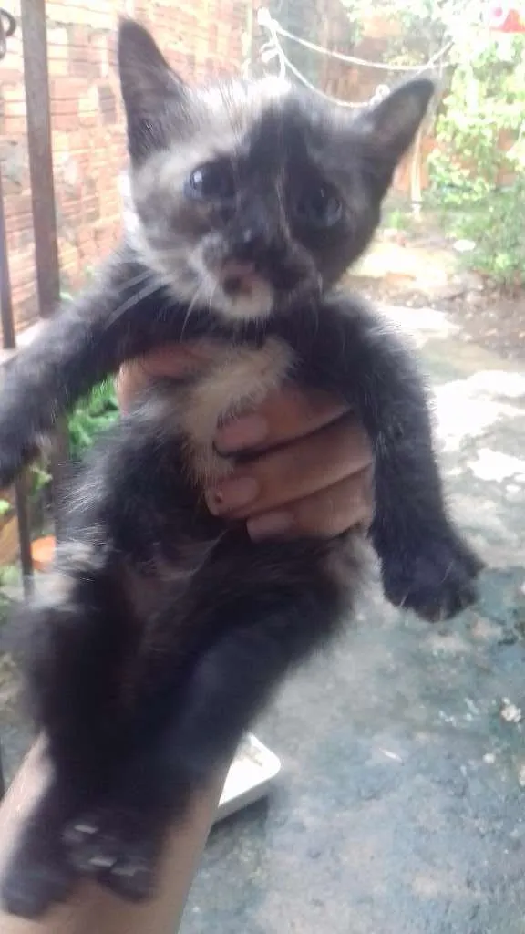 Gato raça misturada idade 2 a 6 meses nome teo, bob,ted