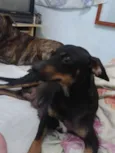 Caca