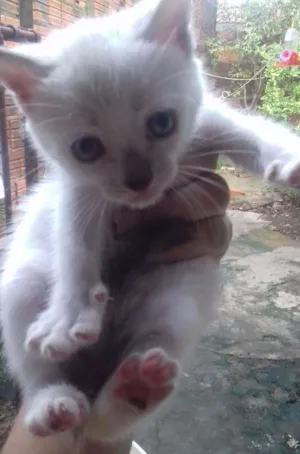 Gato raça misturada idade 2 a 6 meses nome teo, bob,ted
