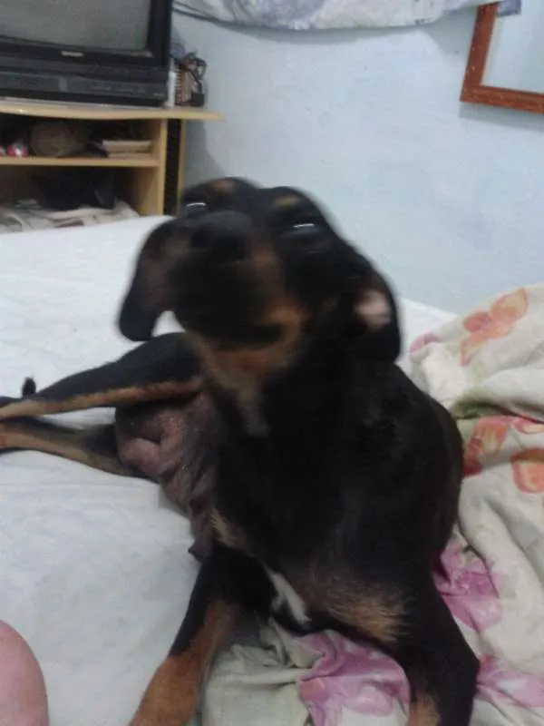 Cachorro ra a SRD idade 1 ano nome Caca