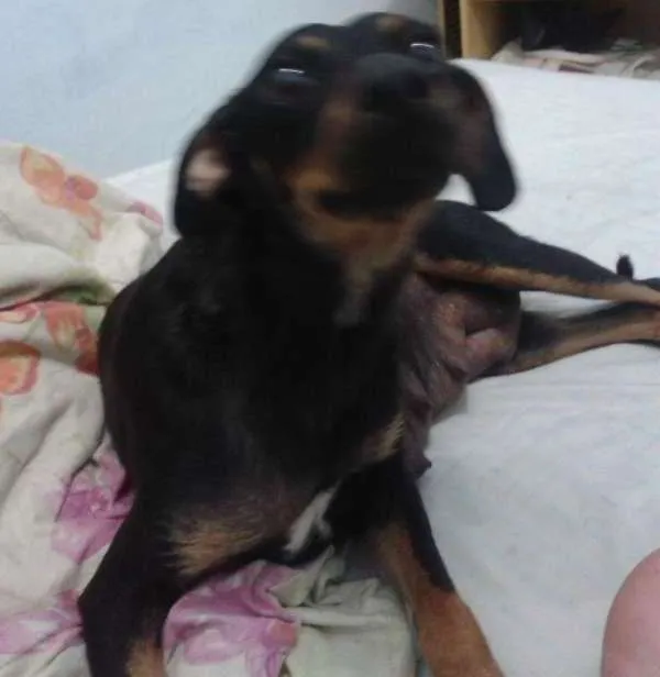 Cachorro ra a SRD idade 1 ano nome Caca