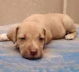 Dalila