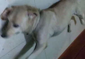 Cachorro raça Labrador idade 6 ou mais anos nome Ataliba