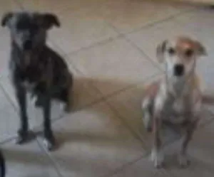 Cachorro raça SRD idade 3 anos nome Tiririca e Pipoca