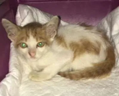 Gato ra a SRD idade Abaixo de 2 meses nome Tico