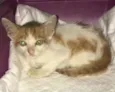 Tico