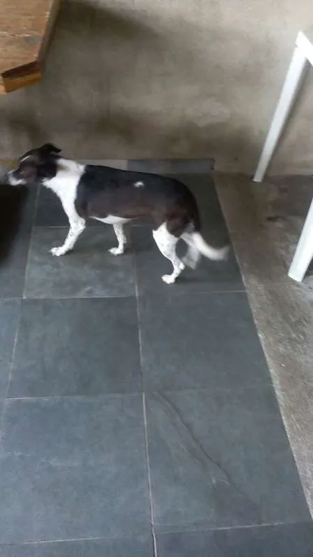 Cachorro ra a SRD idade 2 anos nome Kiara
