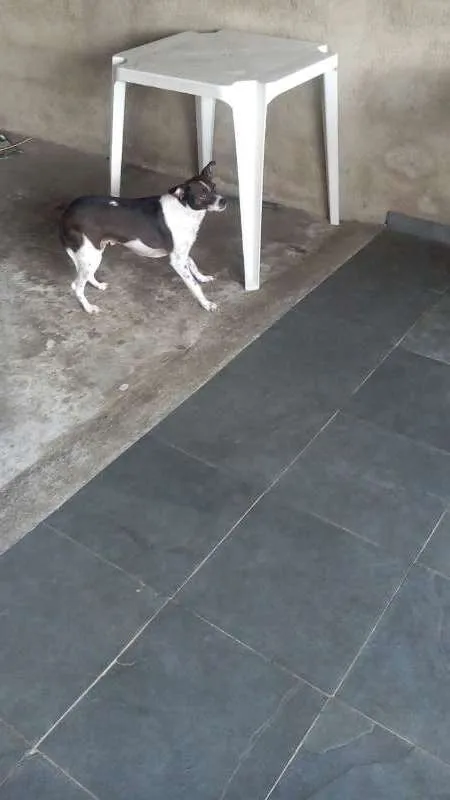 Cachorro ra a SRD idade 2 anos nome Kiara