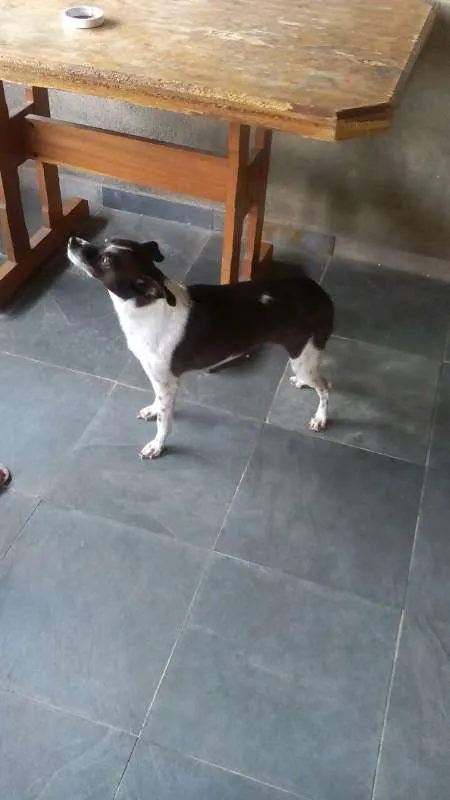 Cachorro ra a SRD idade 2 anos nome Kiara