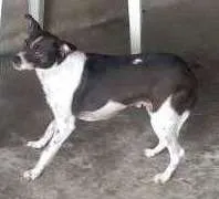 Cachorro raça SRD idade 2 anos nome Kiara