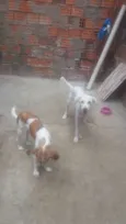 fofinho e gatinha