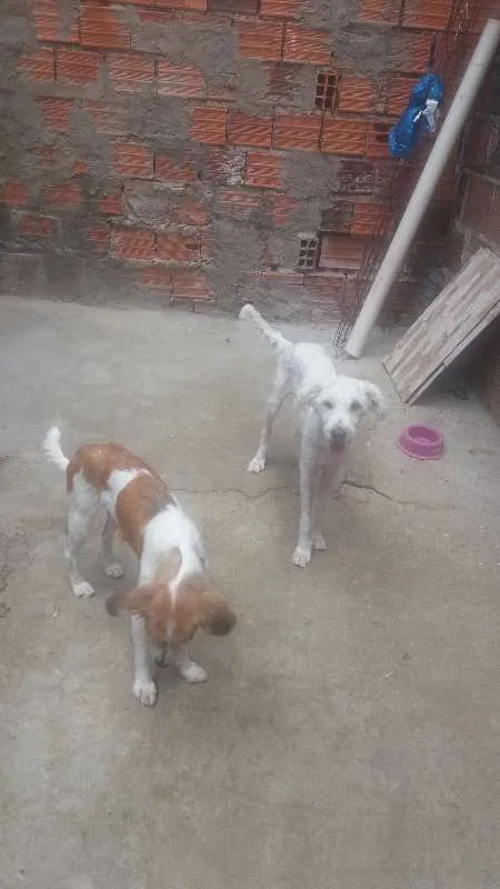 Cachorro raça pudo idade 7 a 11 meses nome fofinho e gatinha