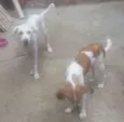 fofinho e gatinha