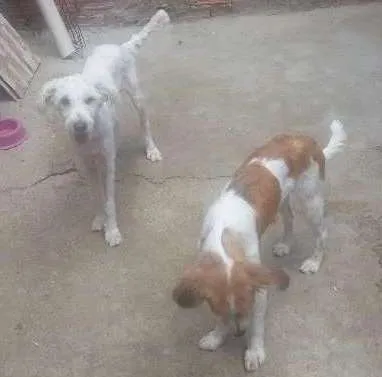 Cachorro raça pudo idade 7 a 11 meses nome fofinho e gatinha