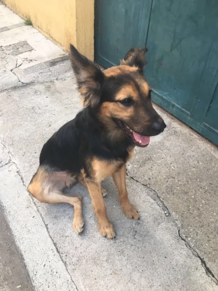 Cachorro ra a SRD idade 7 a 11 meses nome Não tem 