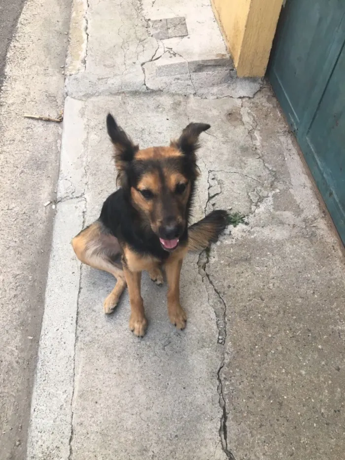 Cachorro ra a SRD idade 7 a 11 meses nome Não tem 