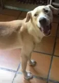 Cachorro raça SRD idade 2 anos nome não sei o nome