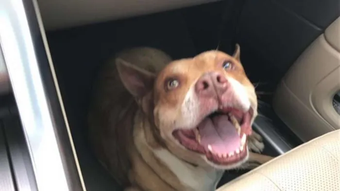 Cachorro ra a Pit-Bull idade 1 ano nome Pity
