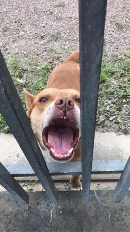Cachorro ra a Pit-Bull idade 1 ano nome Pity