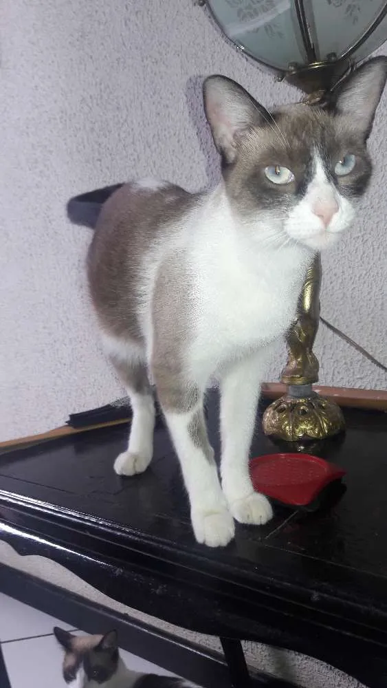 Gato raça vira lata idade 1 ano nome ruth