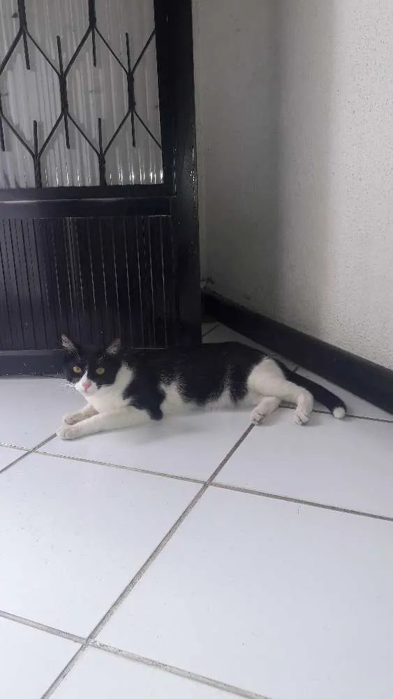 Gato raça vira lata idade 1 ano nome ruth