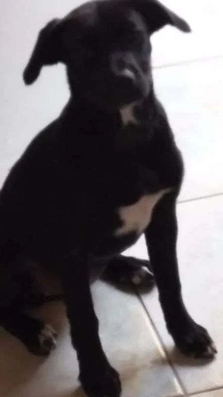 Cachorro ra a SRD idade 7 a 11 meses nome Malú