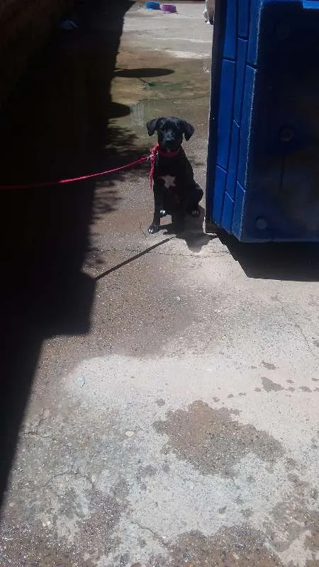 Cachorro ra a SRD idade 7 a 11 meses nome Malú