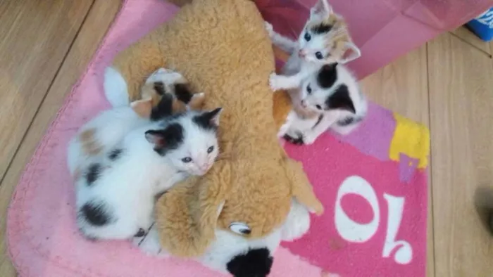 Gato ra a  idade Abaixo de 2 meses nome Vários
