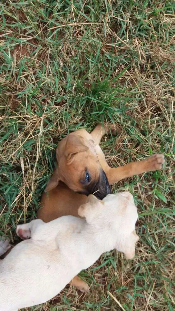 Cachorro ra a vira latas idade Abaixo de 2 meses nome Filhotes