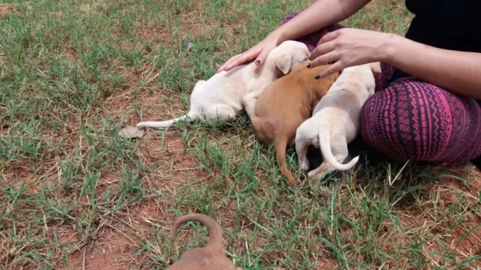 Cachorro ra a vira latas idade Abaixo de 2 meses nome Filhotes
