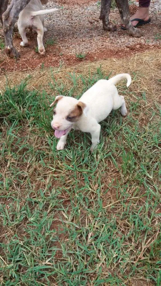 Cachorro ra a vira latas idade Abaixo de 2 meses nome Filhotes