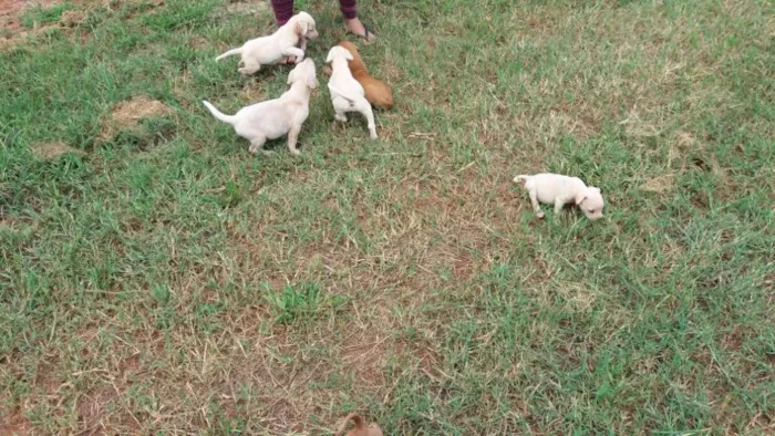 Cachorro ra a vira latas idade Abaixo de 2 meses nome Filhotes