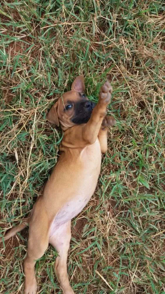 Cachorro ra a vira latas idade Abaixo de 2 meses nome Filhotes