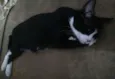 selina