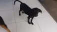 kiba